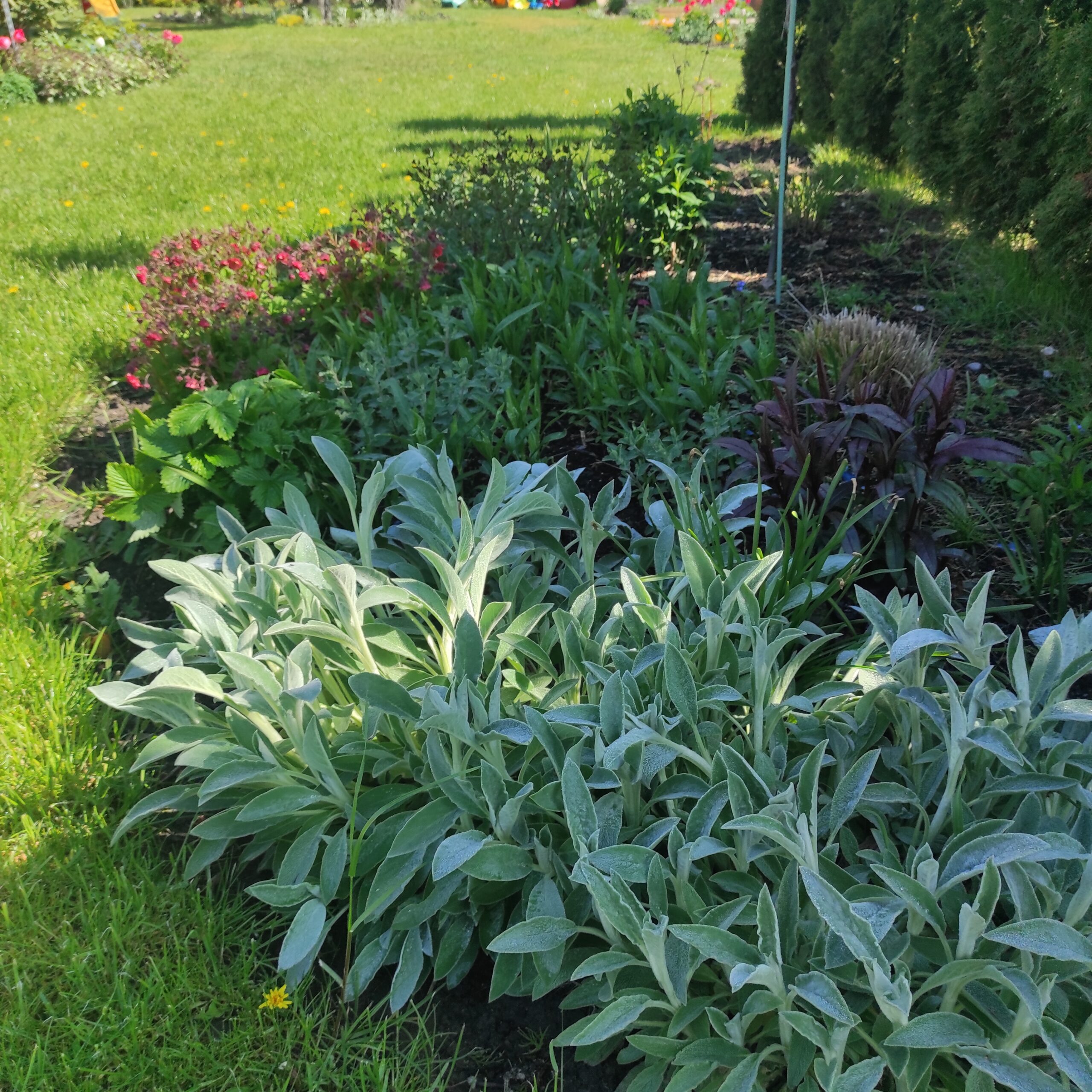 Rola roślin zadarniających w ogrodach