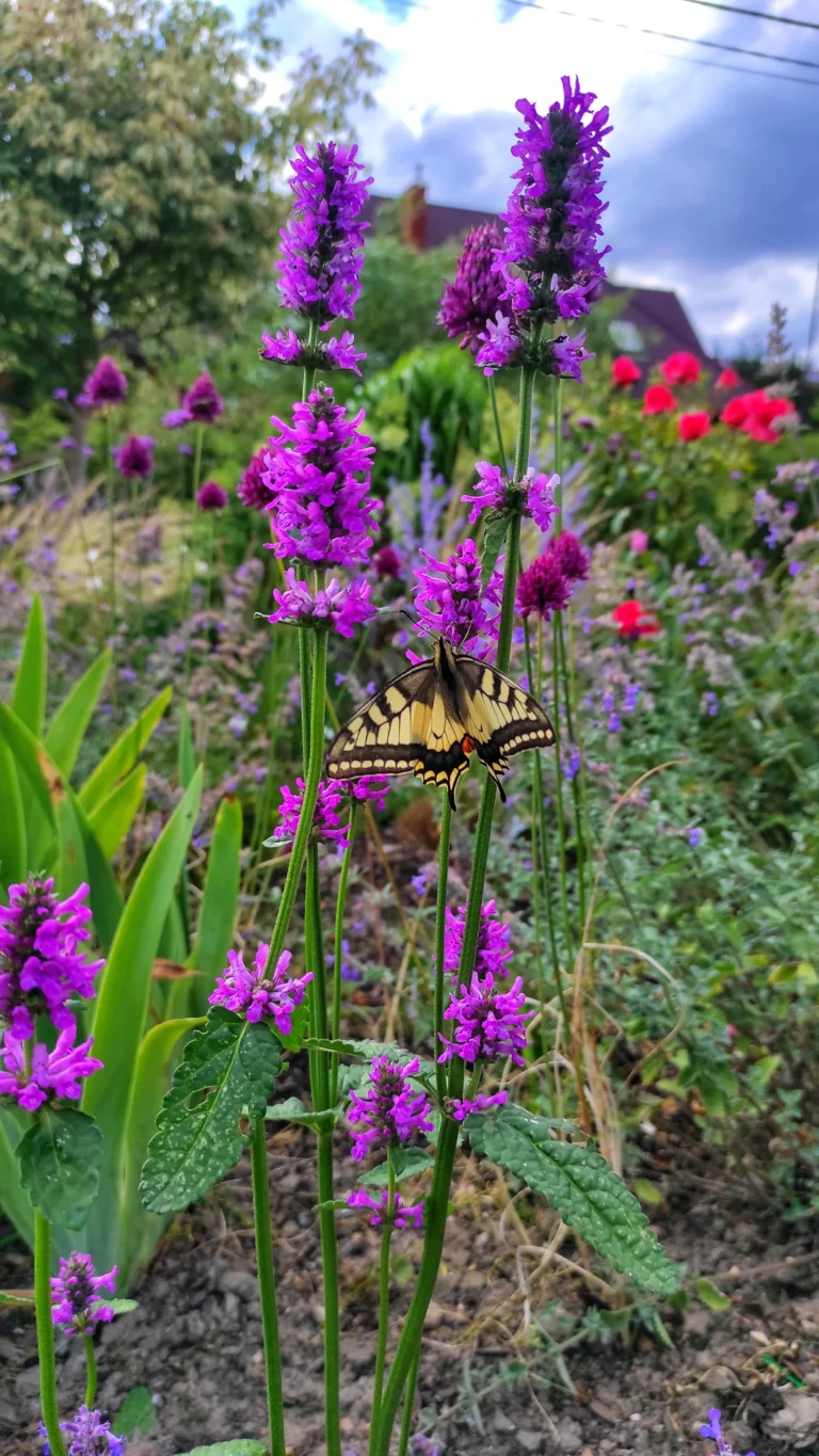 Ogród pełen motyli