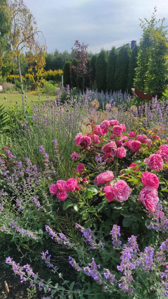 Rabata ogród naturalistyczny