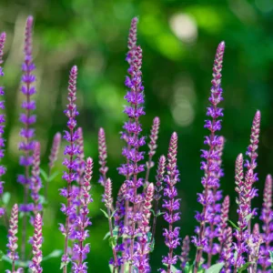 w tonacji fioletu i różu